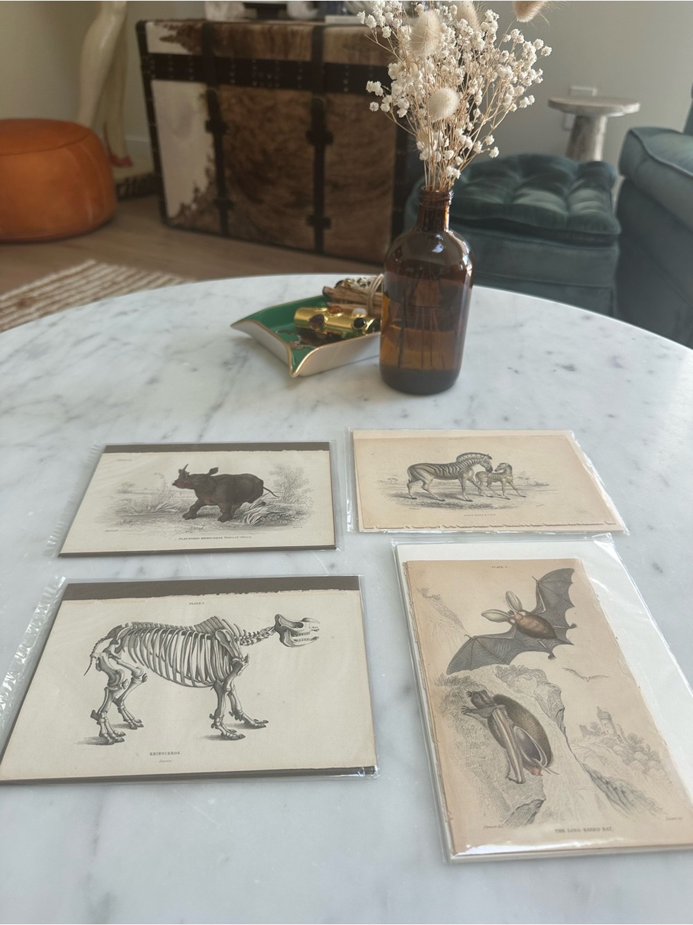1800s Jardine’s The Naturalist’s Library Chromolithographs Rhino & Skeleton, Bat